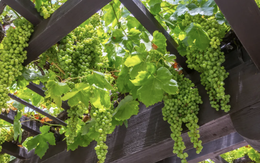 3 loại cây nên trồng trước cổng nhà năm Bính Ngọ để đón tài lộc, vượng khí