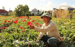 Anh nông dân lãi 1,2 tỷ đồng từ loài hoa hễ hé nụ là có người tới "cướp"