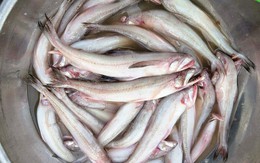 Gần 1 triệu đồng/kg cá khoai, ngư dân hồ hởi "xông biển" ngày đầu năm mới