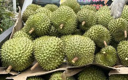 Giá sầu riêng đầu năm cao ngất ngưởng