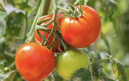 Phát minh của Trung Quốc khiến ngành thực phẩm chấn động: Tạo ra cà chua biến đổi gen, mùi thơm như bắp rang bơ, nhìn không khác gì cây bình thường