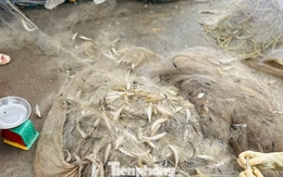 Ngư dân trúng 'lộc biển' đầu năm, thu tiền triệu mỗi ngày