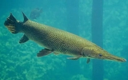 Tin mới về vụ 10 người bị ngộ độc do ăn trứng cá cảnh