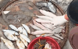 Loại cá mềm như cháo đang "cháy hàng" ngày đầu năm: Giá 1 triệu đồng/kg, có tiền chưa chắc mua được