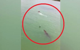 Bơi tại khu dự trữ sinh quyển, nam thanh niên bất ngờ bị "thủy quái" dài 3m truy đuổi