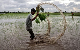 Vừa tuyên bố sẽ tự túc lương thực, quốc gia Đông Nam Á chốt đơn 1.000 tấn gạo từ Mỹ, sẽ được miễn thuế với 172 mặt hàng