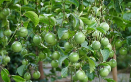 Việt Nam vừa đón 'tin vui 500 triệu USD' từ châu Âu