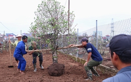 Chủ vườn Nhật Tân tất bật ‘hồi sinh’ đào sau Tết, giữ dáng cho mùa sau