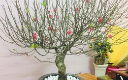 Cảnh báo đặc biệt tới các gia đình đang bày hoa đào ngày Tết