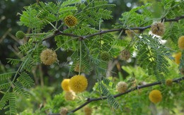 5 loại cây mang lại xui xẻo, không nên trồng trong nhà