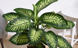 Đừng trồng 3 loại cây này trong nhà