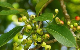 Độc quyền sáng chế: Các nhà khoa học Việt Nam tạo ra dấu ấn từ lá vối