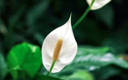 Cây lan ý “rất sợ” vị trí này trong nhà, biết tránh thì cây bung hoa rực rỡ, xanh tốt quanh năm