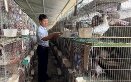 Người đàn ông Nghệ An thu 1,4 tỷ đồng/năm từ loài chim "nhàn hạ", nhiều chất bổ