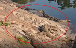 Thành phố bị 1 loài động vật khổng lồ xâm chiếm, người dân sợ hãi phải cầu cứu cơ quan chức năng