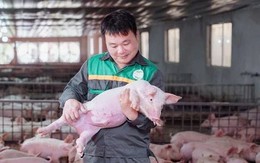 Giám đốc ở Tuyên Quang cho một thứ đặc biệt vào thức ăn nuôi heo, giúp HTX lọt top 10 doanh thu chăn nuôi cả nước