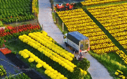 Làng hoa miền Tây đẹp nhất Việt Nam, cả nước sững sờ