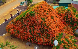 Sáng nhất Lâm Đồng lúc này: Ngôi nhà phủ kín hoa xác pháo đỏ rực, ngắm 1 hồi ngỡ lạc ở cõi tiên