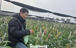 Cận Tết Bính Ngọ, nhà vườn Hà Nội 'nín thở' chờ hoa nở đúng dịp