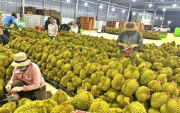 Sầu riêng Thái Lan đón tin không vui