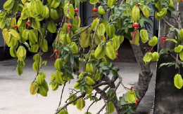 Cây khế viral TikTok với 3 triệu views, trả 15 triệu chủ nhà kiên quyết: Không bán