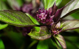 3 loại cây gia vị nên trồng trong năm Bính Ngọ