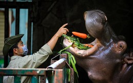'Chiến thần' Capybara góp sức đưa Vườn thú 160 tuổi giữa lòng Sài Gòn đạt doanh thu kỷ lục gần 150 tỷ