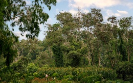 Rừng tràm Trà Sư “cho phép” tín chỉ carbon bước ra khỏi báo cáo