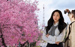 Đang phát điên vì hoa mai anh đào Đà Lạt!