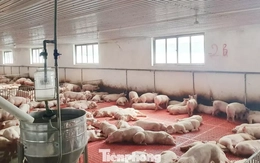 'Lâu lắm rồi người nuôi lợn mới có cái Tết vui như thế này'