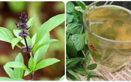 10 lợi ích tuyệt vời của rau húng quế với sức khoẻ