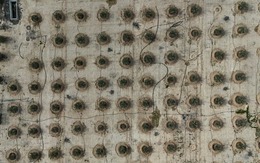 Iraq đang huấn luyện "vàng sa mạc" thành loại siêu chịu đựng