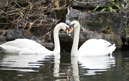 Cặp thiên nga trắng Dương - Hảo ở Thảo Cầm Viên tái hợp sau biến cố bị "bắt cóc", khoảnh khắc khiến du khách hò reo không ngớt