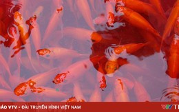 Thủ phủ cá chép rộn ràng vào vụ Tết ông Công ông Táo
