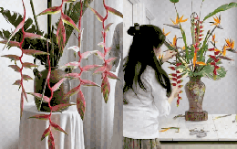 Chấn động loài hoa Tết đẹp từ nụ đến búp, chơi bền cả tháng, nhiều người đang đổ xô săn tìm