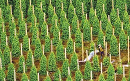 Thuế Mỹ siết chặt, 'vàng đen' của Việt Nam vẫn lập kỷ lục hơn 2 tỷ USD, các doanh nghiệp xuất khẩu tăng trưởng hàng nghìn %