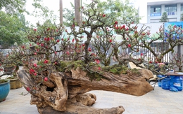 Độc lạ cặp đào thất thốn leo gỗ hoàng đàn giá gần 1 tỷ đồng