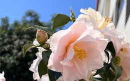 Loài hoa đẹp dịu như thiếu nữ giữa sắc xuân, chưng Tết một chậu là thấy nhà sáng bừng, sang kinh khủng