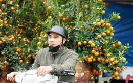 Người vận chuyển đào quất 'hái ra tiền' dịp Tết