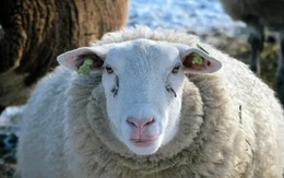 Giải mã bí ẩn đàn cừu đi vòng tròn liên tục hơn mười ngày không nghỉ