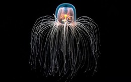 Loài vật bất tử duy nhất trên thế giới