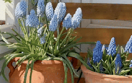 Tết 2026, chị em rủ nhau chơi loài hoa tí hon: Nhẹ tiền, dễ chăm, chưng trong nhà sang hẳn