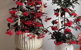 Tết Bính Ngọ bày 5 cây này trong nhà, tài lộc gõ cửa, cầu đâu trúng đó