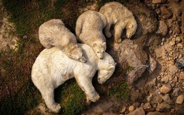 Hình ảnh gấu Bắc Cực ngủ trên bùn khiến thế giới giật mình