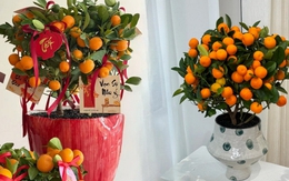 Vị trí "đại kỵ" khi đặt cây quất, cành đào ngày Tết khiến tài lộc đội nón ra đi, gia chủ nghèo đi trông thấy mà không hiểu lý do