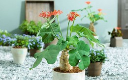 4 loại cây tránh đặt trong nhà vào năm Bính Ngọ