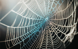 Vừa giải mã thành công bí mật siêu phàm "bền hơn áo chống đạn" của tơ nhện: Dậy sóng ngành hàng không