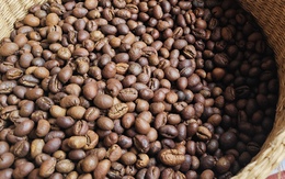 Giá cà phê hôm nay 1-3: Giữ giá tốt, là nhà cung cấp số 2 cho Hàn Quốc