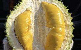 Giá sầu riêng Musang King rẻ đến bất ngờ