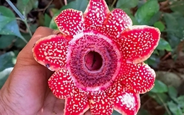 Phát hiện loài hoa quý hiếm Địa nhãn Himalaya trong rừng Phong Nha - Kẻ Bàng